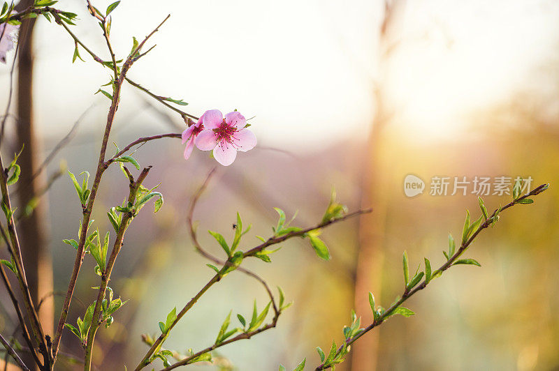 樱花枝上的日落