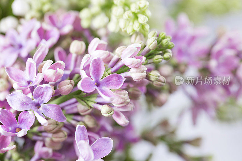 春季紫丁香花的微距图像，抽象的软花背景。