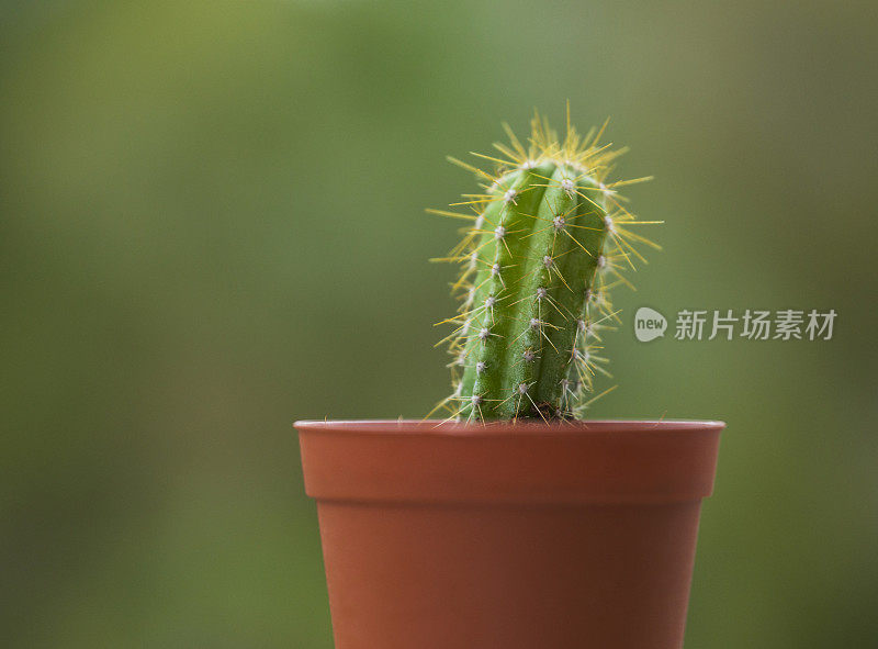 仙人掌植物的特写