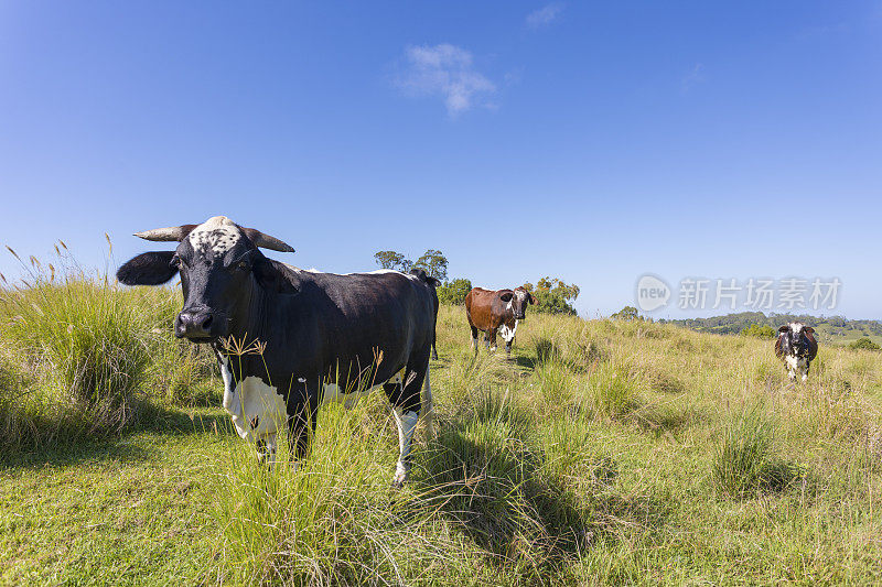 牧场上的草喂肉牛