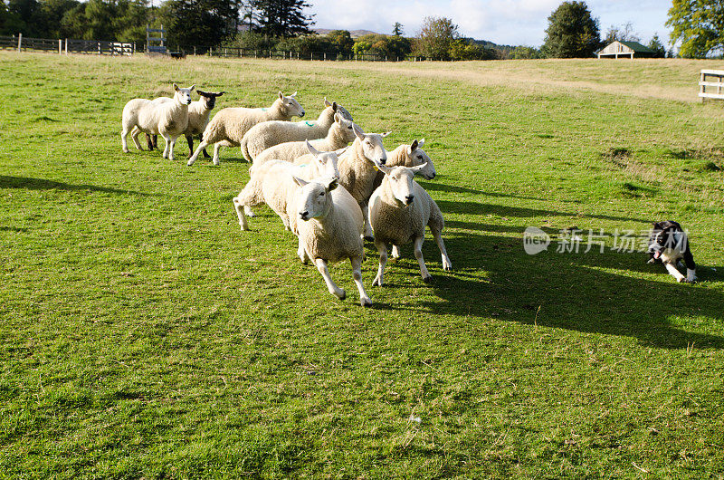 秋天的一天，爱尔兰平原上，牧羊犬在收集成群的羊群
