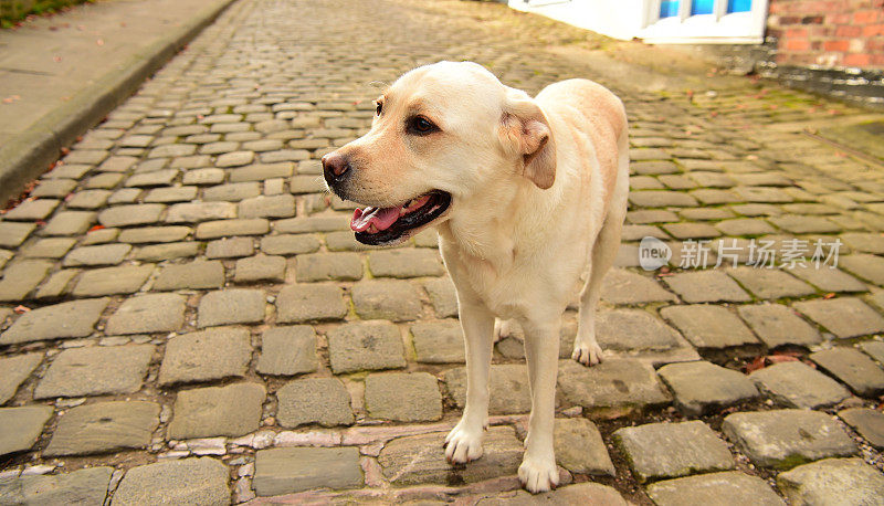 英国的拉布拉多寻回犬