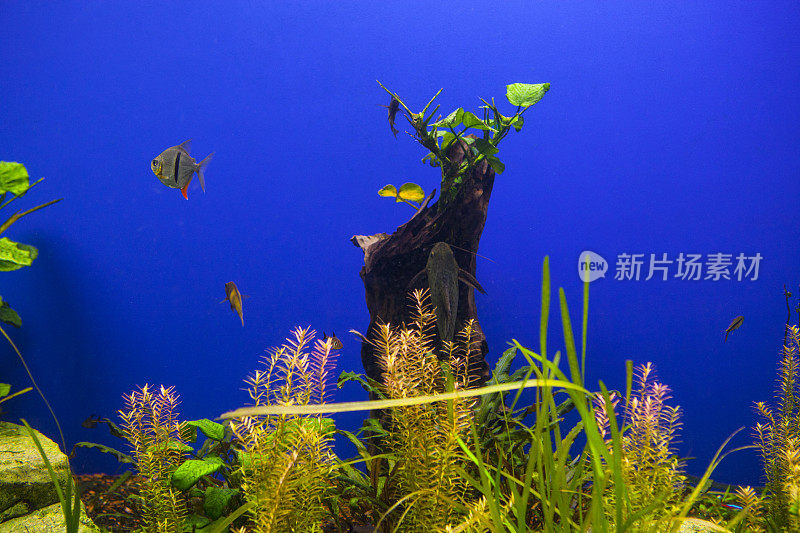 水族馆鱼类