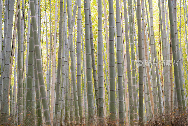 日本京都竹林的竹林密度