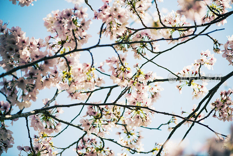 樱花盛开