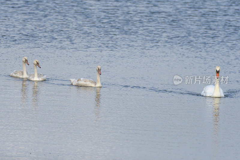 沉默的天鹅一家在湖里平静地游泳