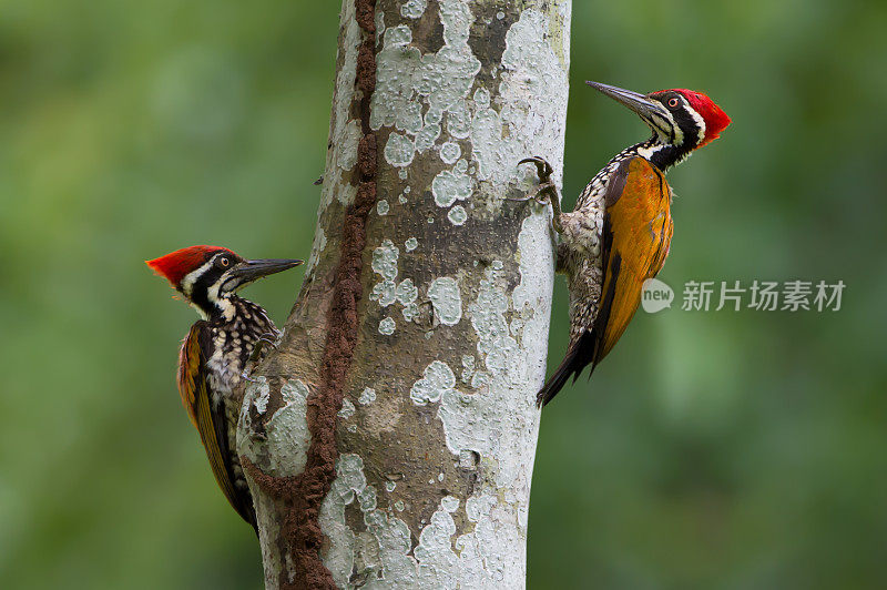 两只啄木鸟在木头里寻找食物，帮助控制自然界的害虫。