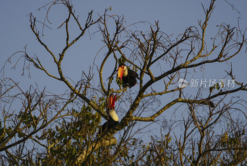 野生巨嘴鸟在南美洲伊瓜苏国家公园