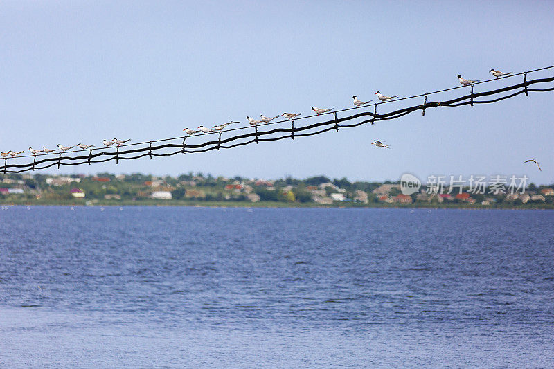 一排海鸥坐在电线上