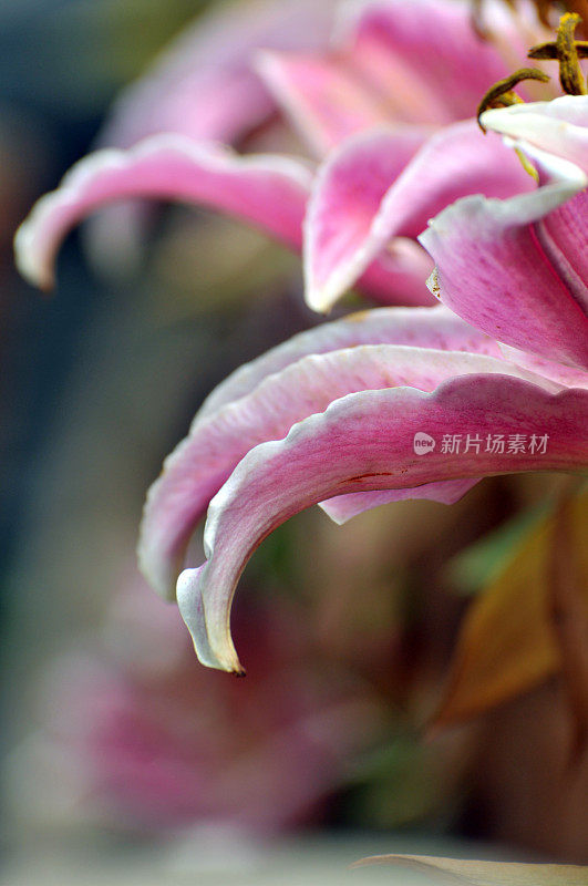 粉红色的莉莉花