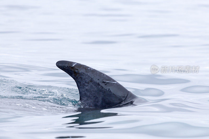 南极半岛的一只小须鲸