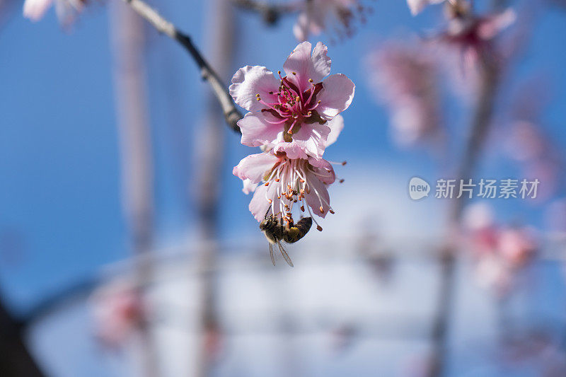 蓝天上杏花上的蜜蜂