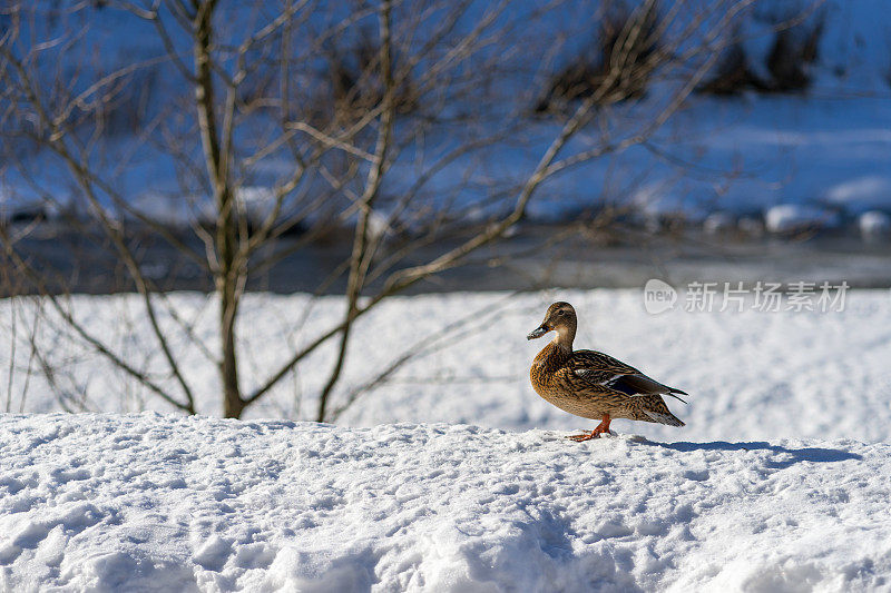 一只野鸭站在白雪上