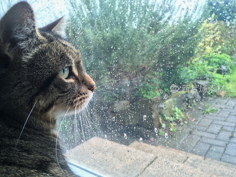 悲伤的虎斑猫透过雨滴看着窗外