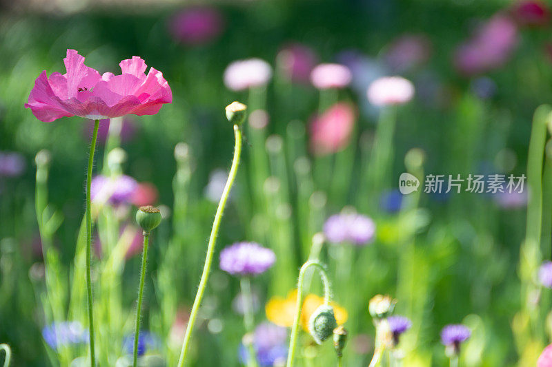 宏观的野花罂粟在春天罂粟田6