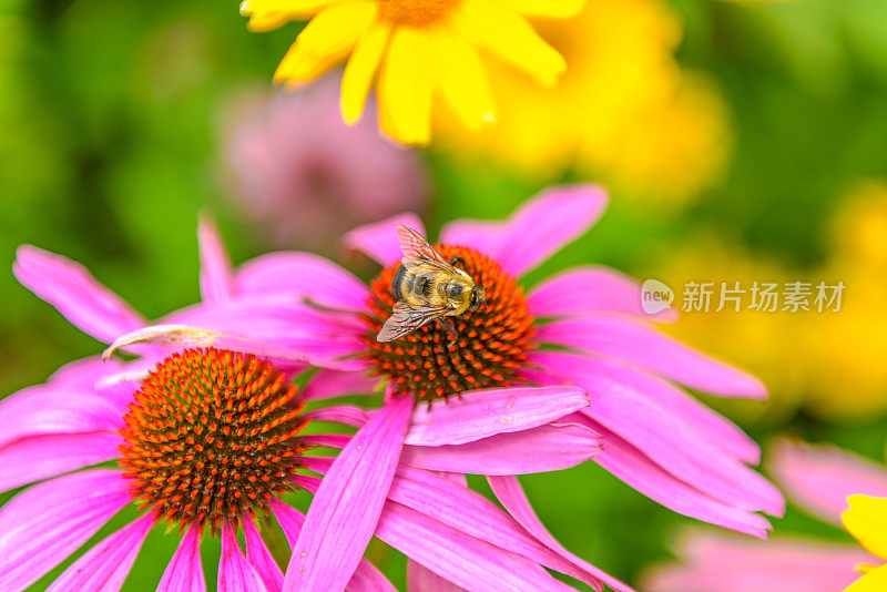 花园里的花和蜜蜂