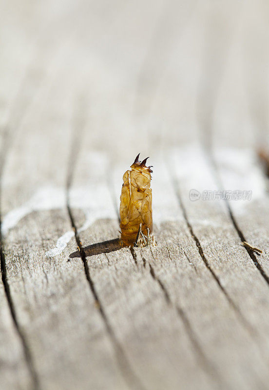 从树干上出现的昆虫病例