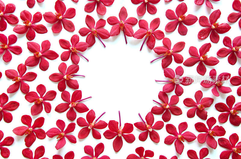 彩色泰国兰花设置在框架或墙纸。