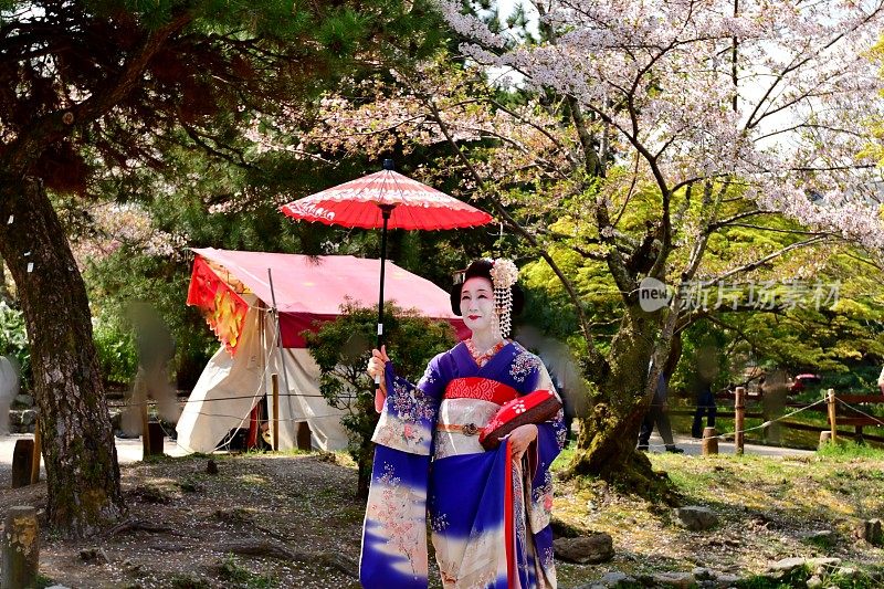 穿着舞子服装的日本女人享受京都的春天