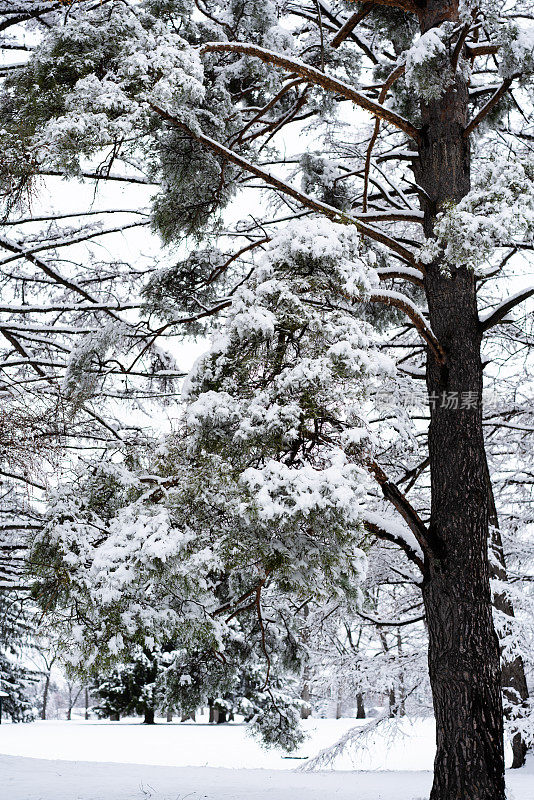 冬天的风景有常青树和新鲜的雪