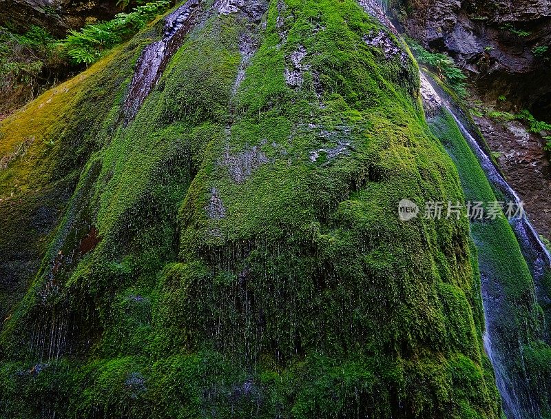 俄勒冈州魔法苔藓