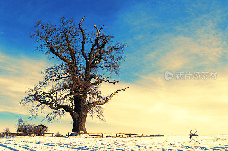 冬日里一棵孤零零的老橡树