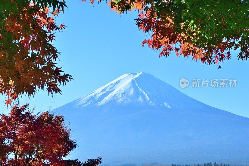 日本富士五湖地区的富士山和秋叶