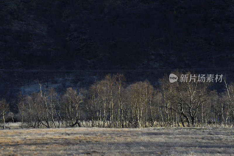 挪威北部山谷中被照亮的树木