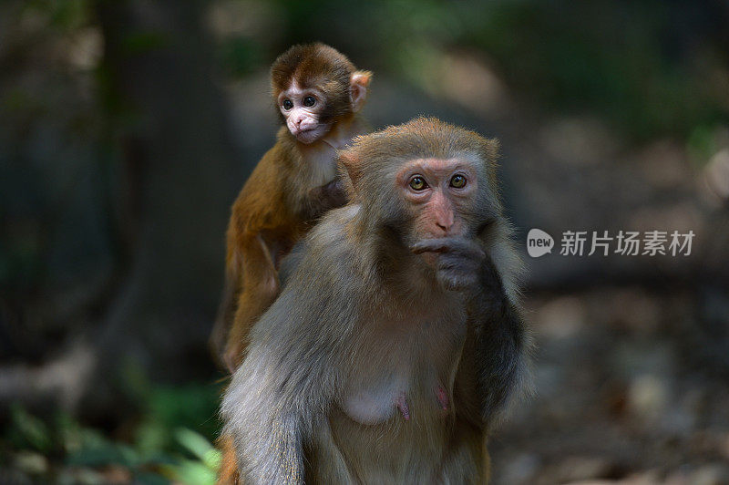 母猴子和它的宝宝