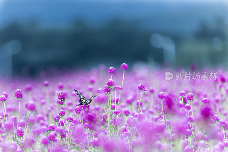 柠檬花和虎斑蝶