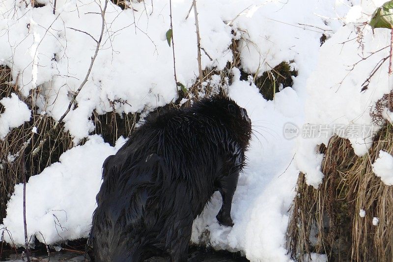 海狸在雪