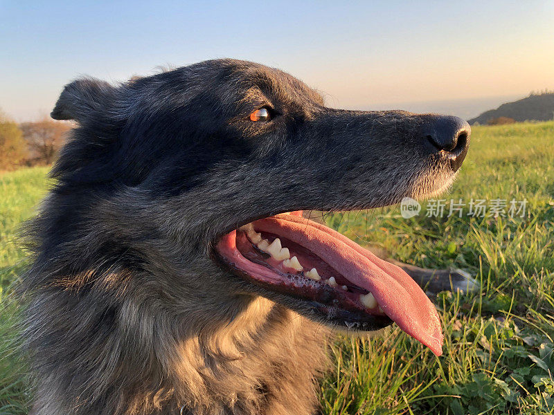 野狗的特写镜头。边境牧羊犬和澳大利亚牧羊犬的混血。