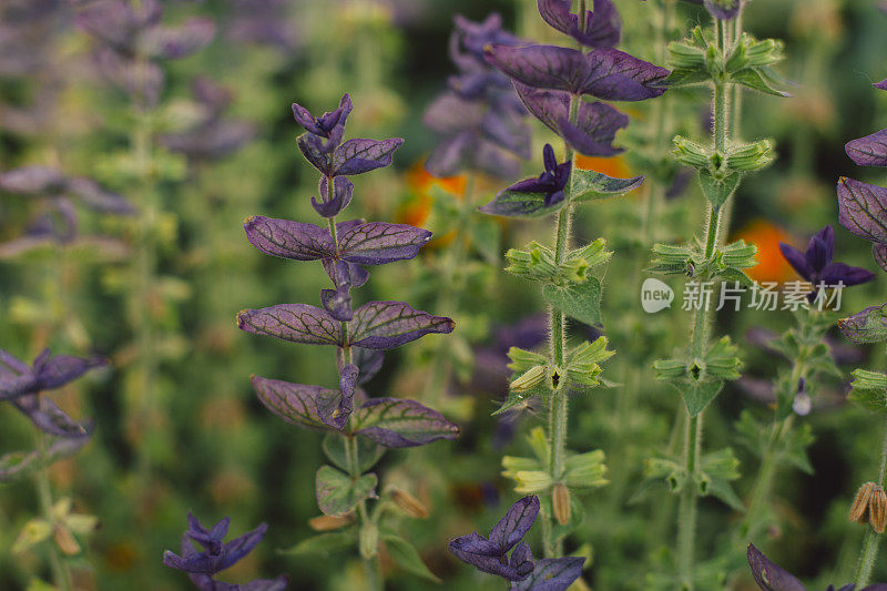 五颜六色的花，夏天的花坛，绿色的生命，蜜蜂在枯死的荨麻花