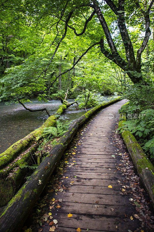 日本奥入濑溪的散步道