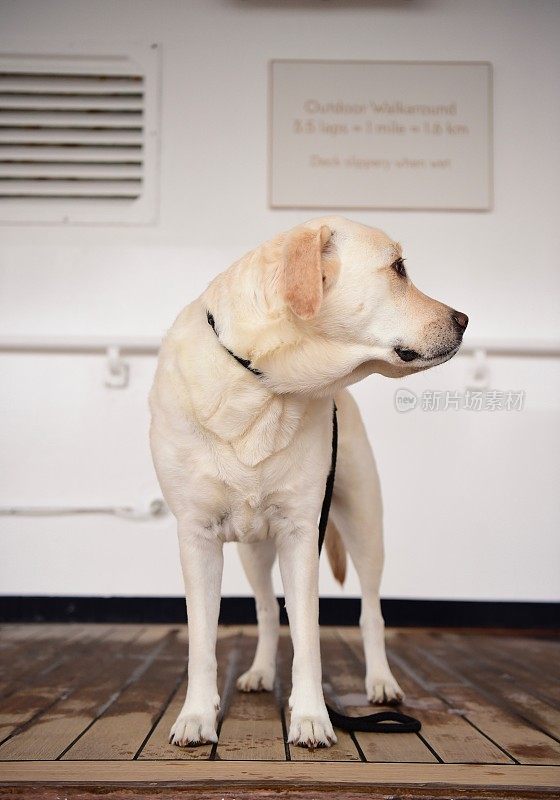 船上甲板上的拉布拉多寻回犬