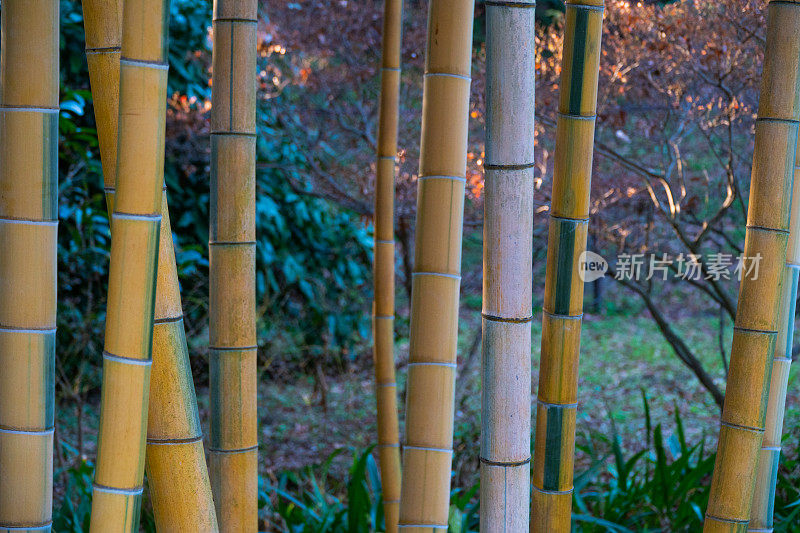 日本的竹林