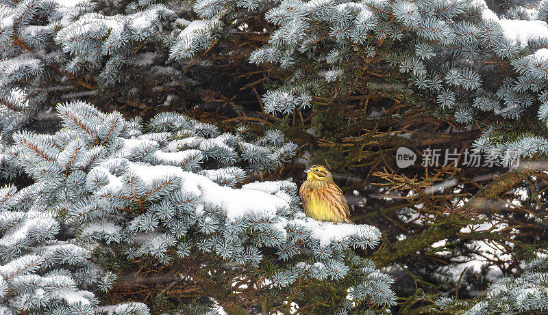 金翼啄木鸟在冬天
