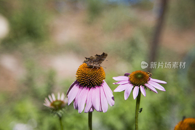 蝴蝶、紫锥花和蜜蜂