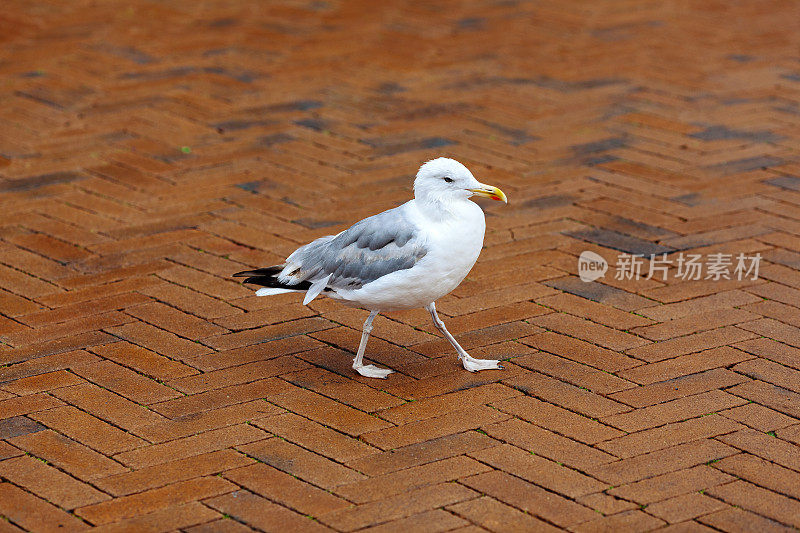 行走的海鸥