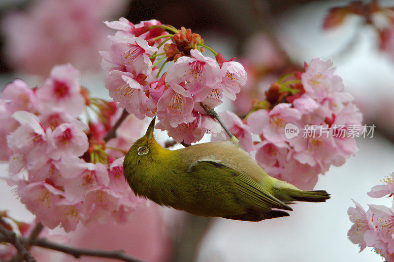 日本白眼睛享受吮吸樱花花蜜