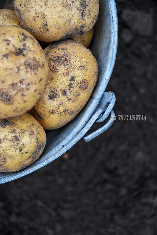 自家种植的新鲜土豆