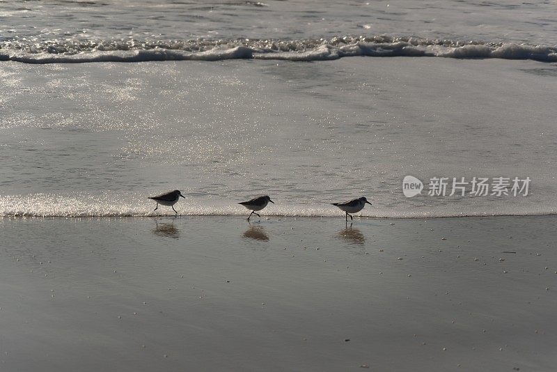 生活在边缘的幼鱼