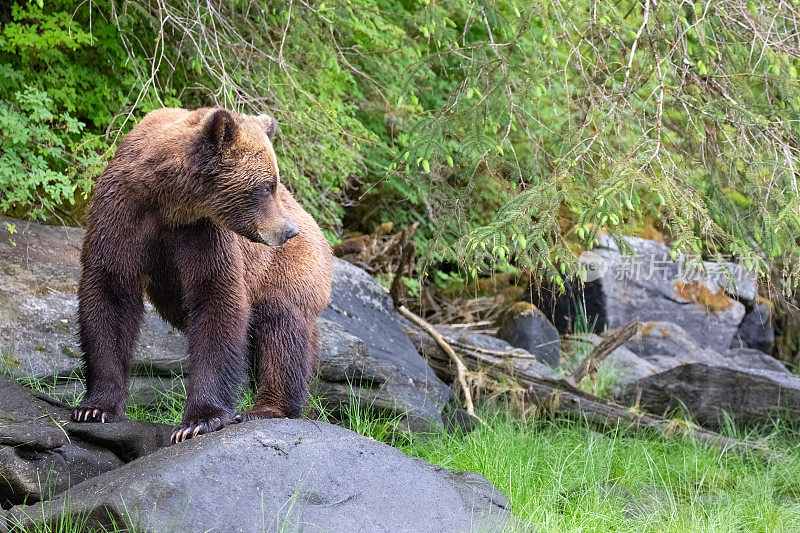 在加拿大的大熊雨林里，灰熊在向后看