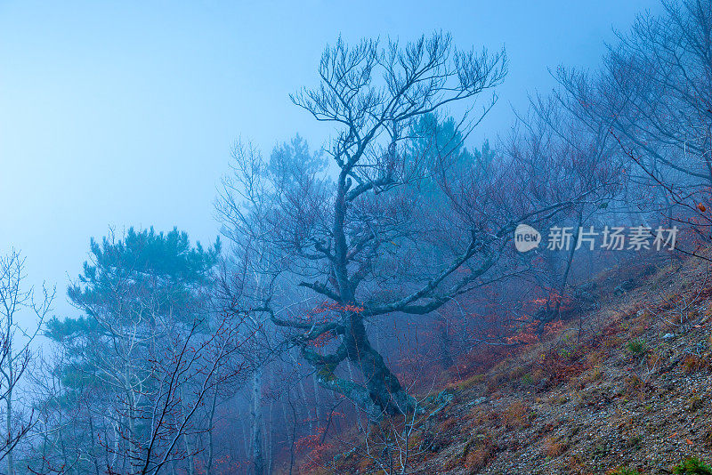 树木在山的山坡上，在秋天阴云密布的日子，神秘的景观