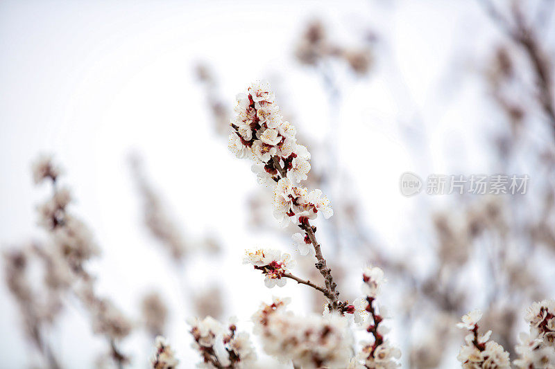 春天的杏树开花了