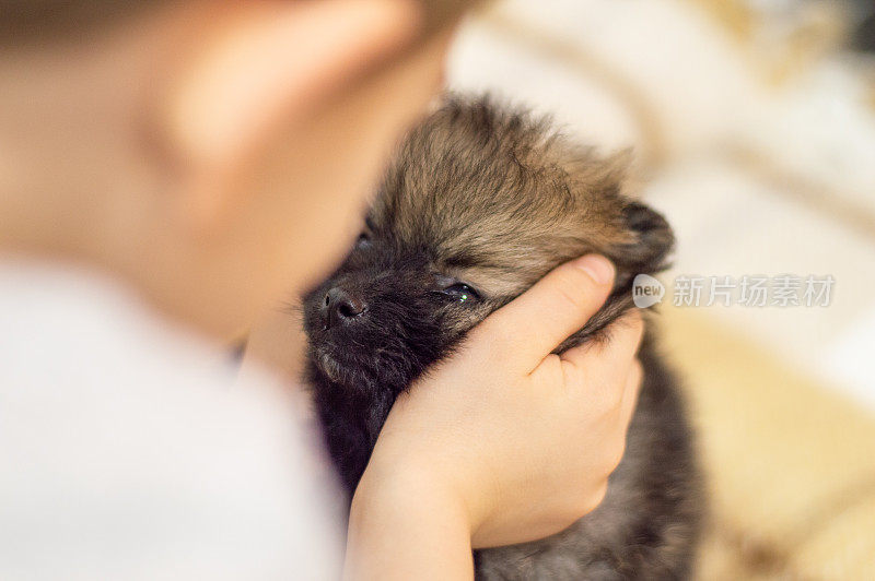 小男孩在和博美犬玩耍