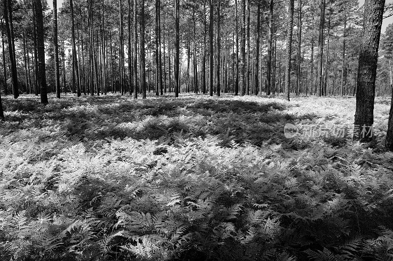早春拍摄的一大片蕨类植物的松树林，黑白两色