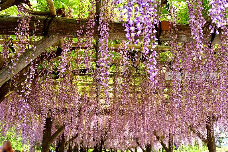 日本紫藤花