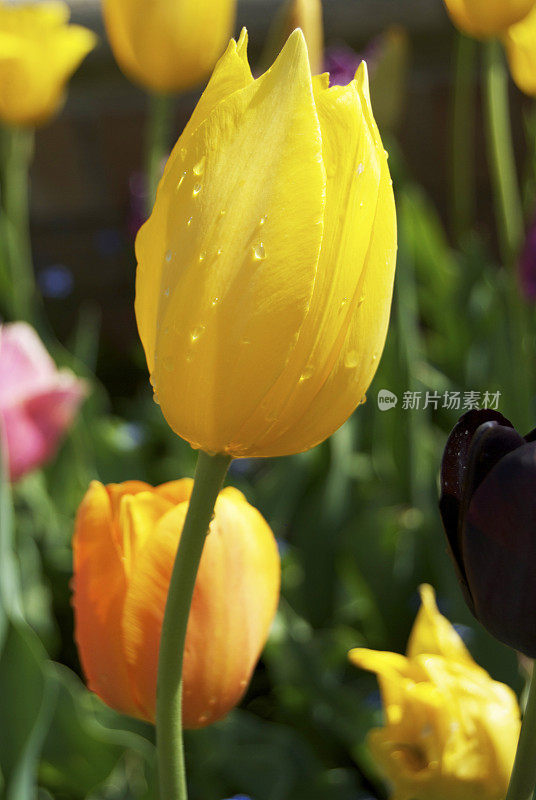 黄色郁金香花上的雨滴