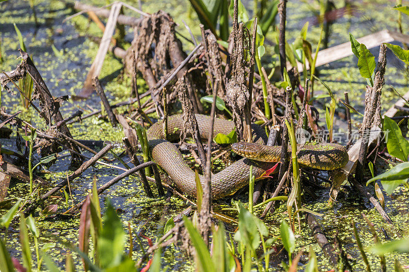 雌性北方水蛇在沼泽中休息